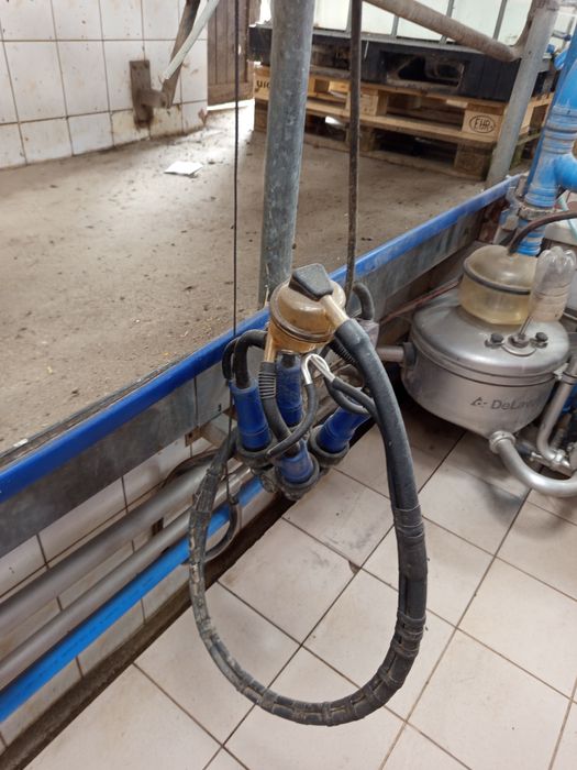Hala udojowa delaval