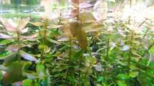 Bacopa Caroliniana