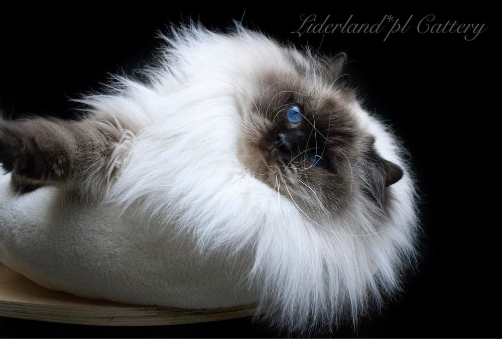 Kotki i Kocurki Ragdoll na kolanka FIFE/FPL