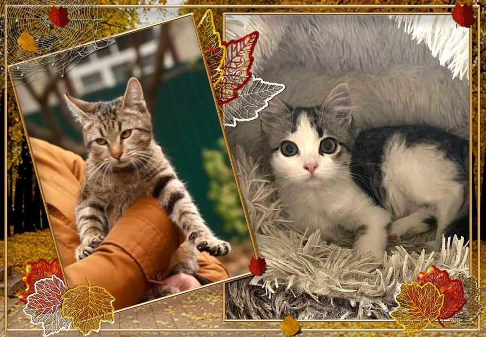 віддам кота кошеня хлопці 10міс щеплені