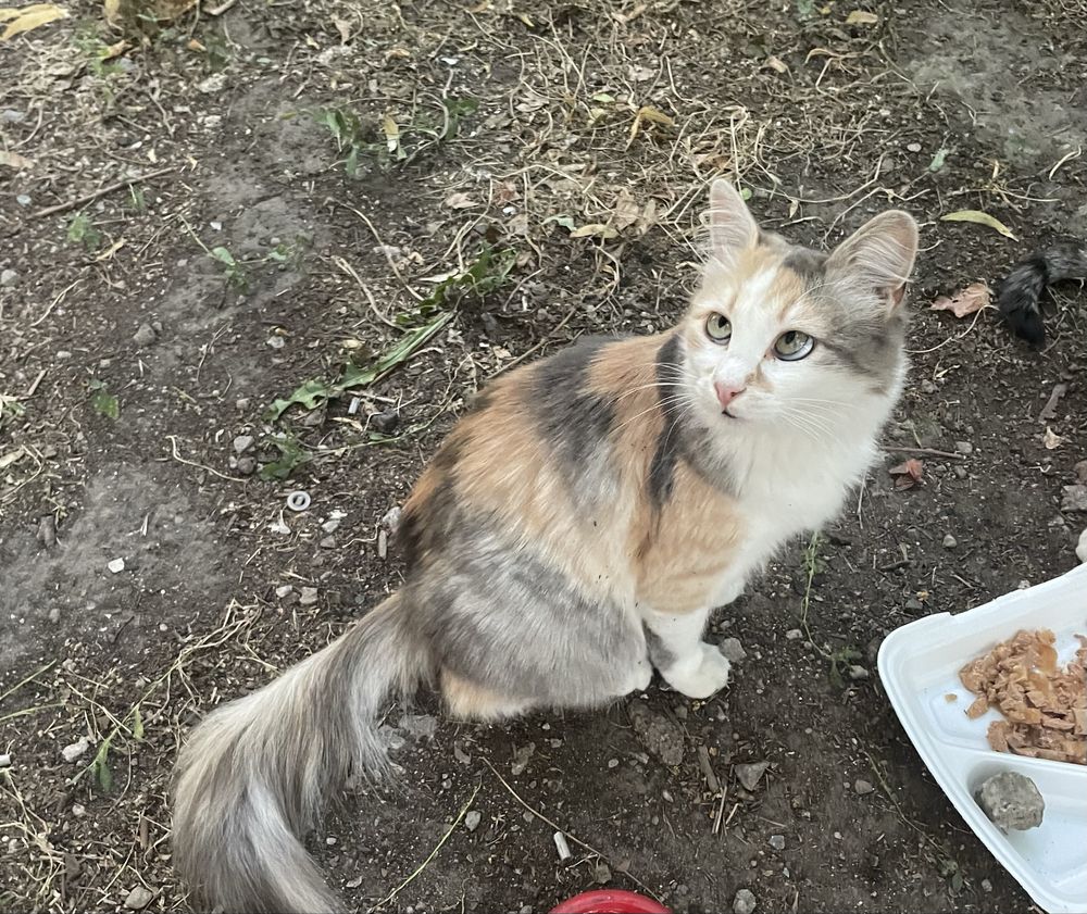 Кошка кішка безкоштовно бесплатно  кот