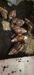 Ślimaki Achatina fulica