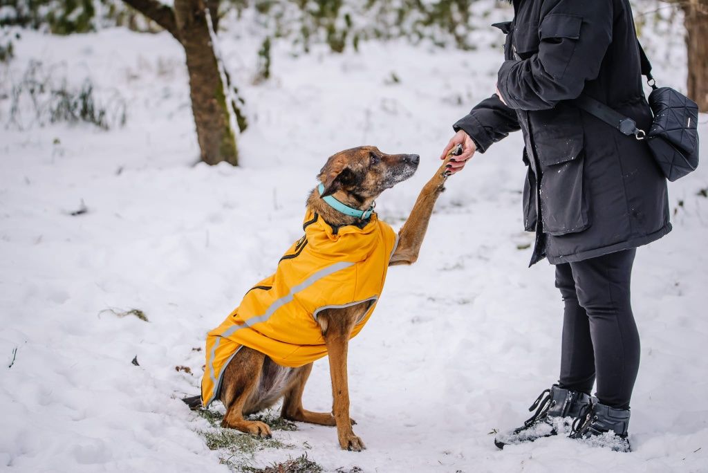 Bella w typie Belga szuka domu stałego