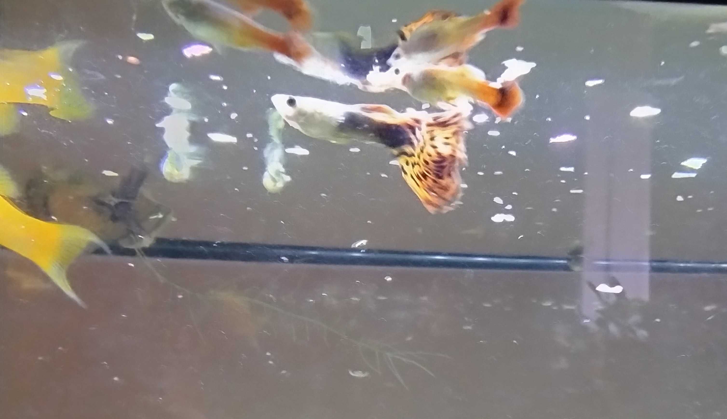 4 guppies red Dragon (macho e fêmea)