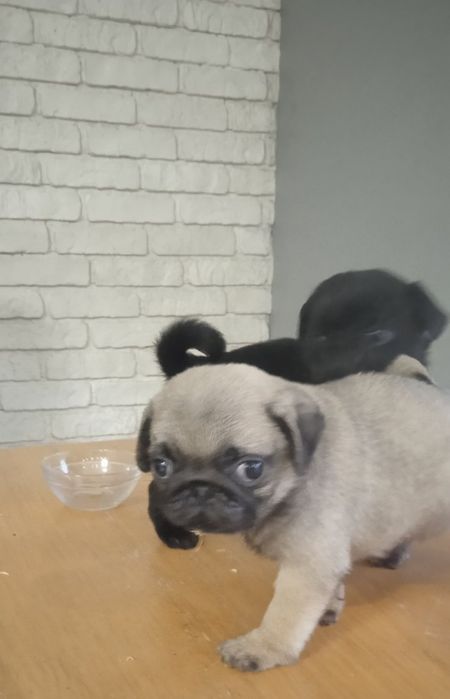 Симпатичні мопсики