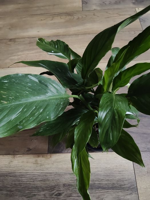 Skrzydło kwiat Diamond Variegata