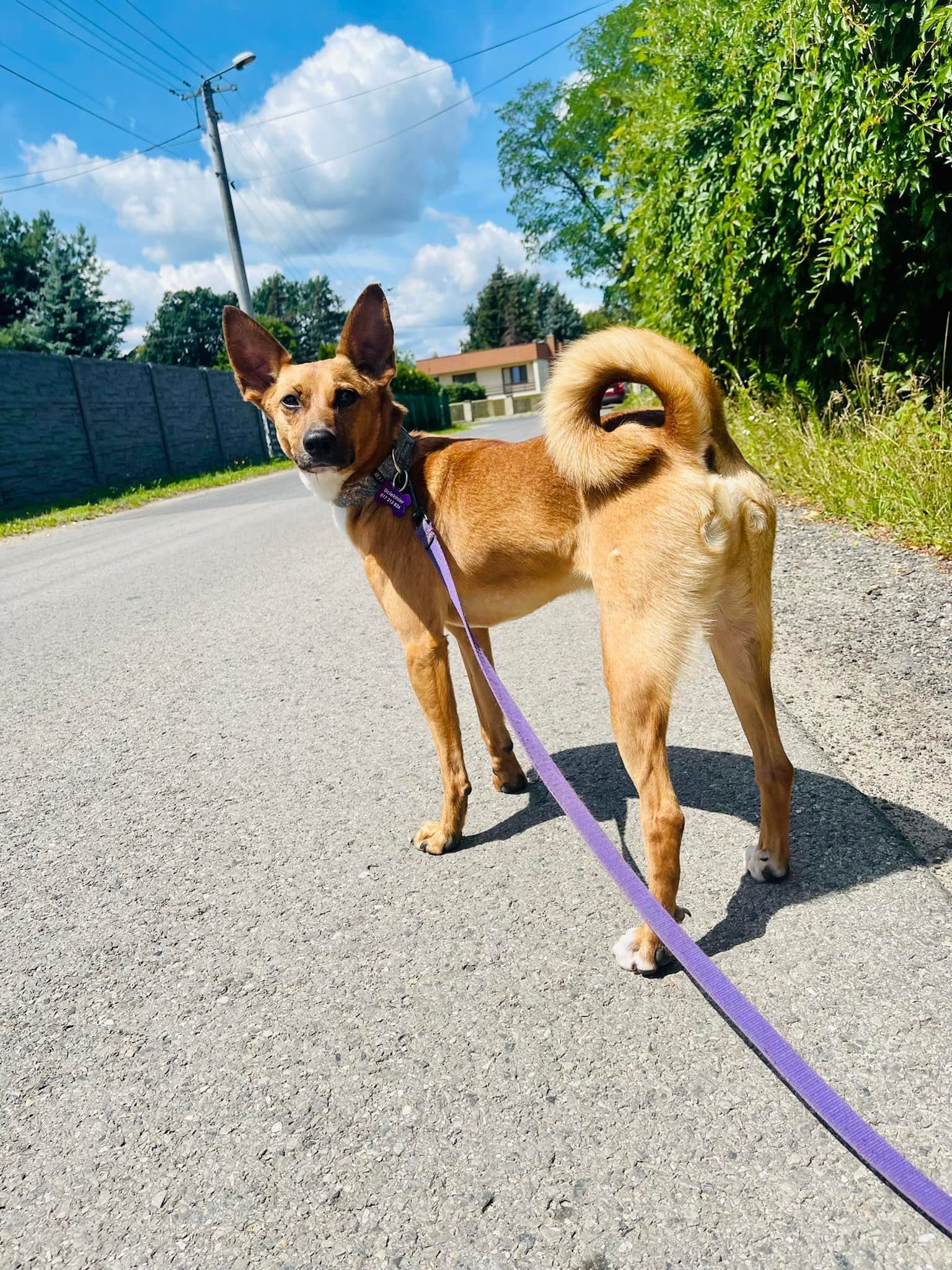 Paco w typie Basenji do adopcji