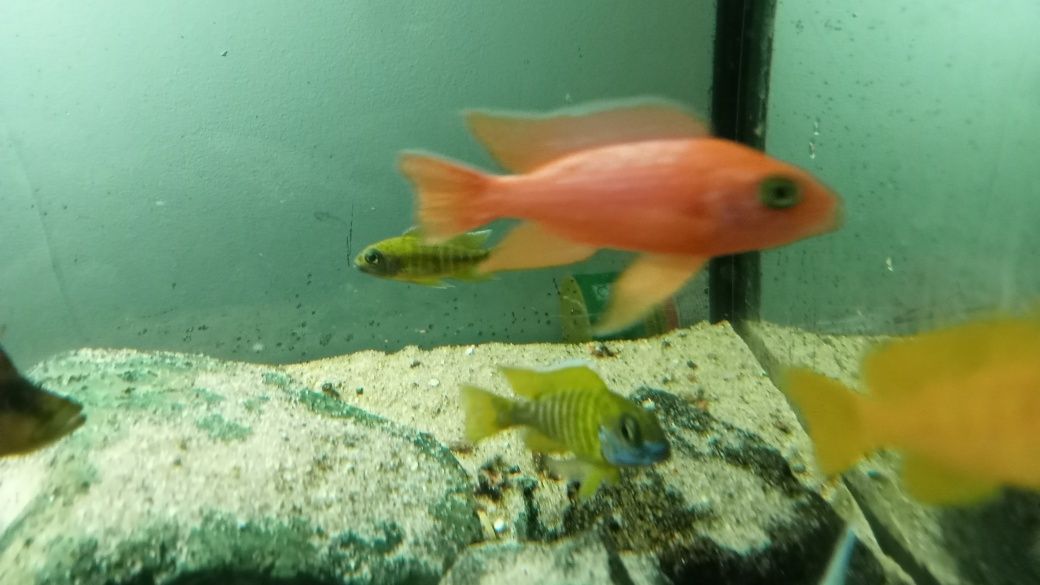 Pyszczaki aulonocara fire Fisz, Red Rubin, Calico i inne 4 cm