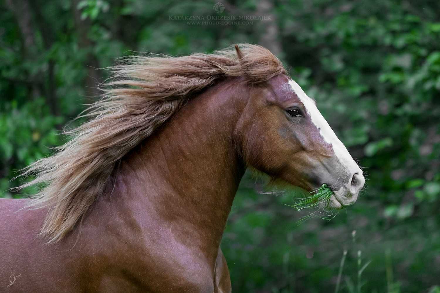 Gypsy Cob, Wałach