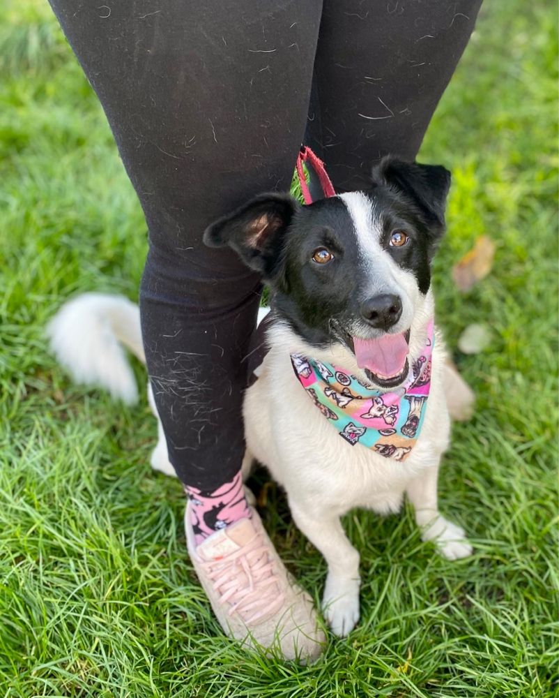 Dżemik wrócił z adopcji. Proszę podaruj mu dom na zawsze. Adoptuj