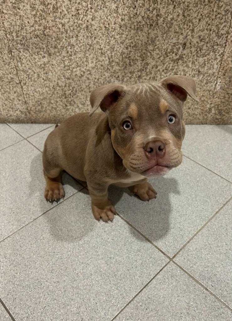 American Bully Pocket