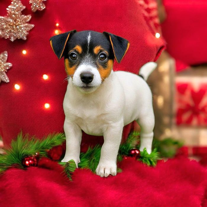 Казкові дівчатка джек- рассел.