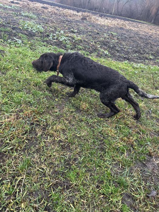 Продам два кобеля