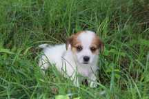 szczeniak Jack Russell Terrier pochodzenie ZKWP FCI