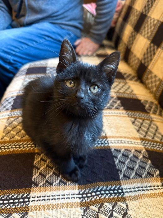 Malutki koteczek do adopcji