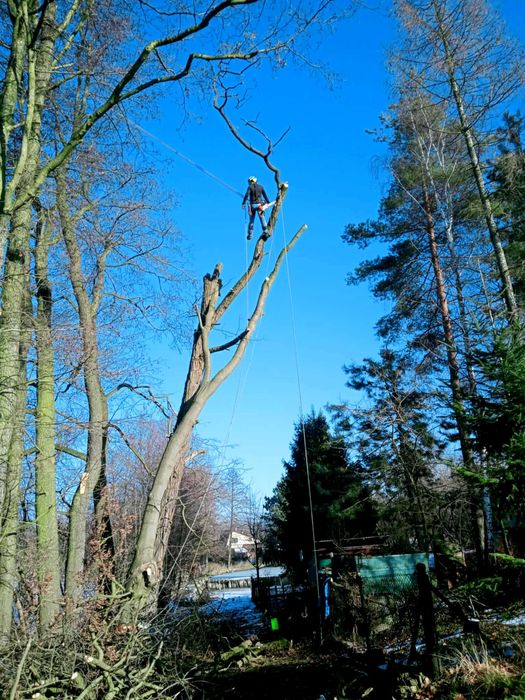Alpinistyczna wycinka drzew, przycinanie, pielęgnacja drzew, tui