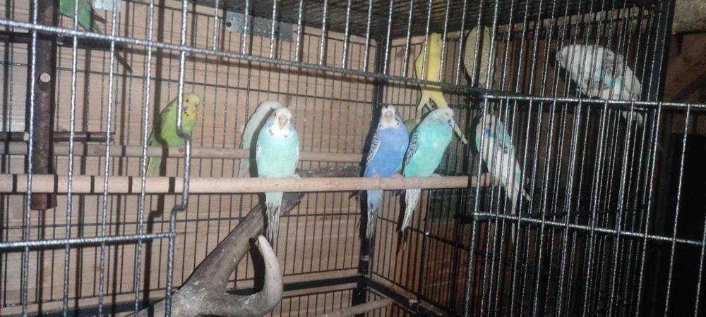 Papugi faliste 40 zl / szt