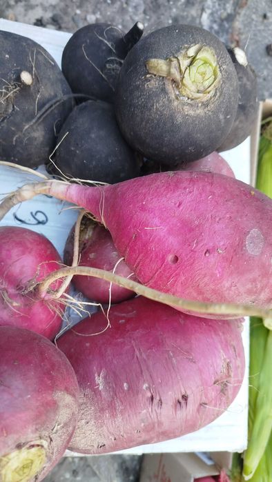 Редька червона та чорна лікувальна, дайкон білий,червоний