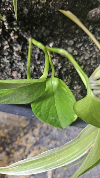Epipremnum złociste 1 sadzonka odnóżka duża ukorzeniona biało - zielo