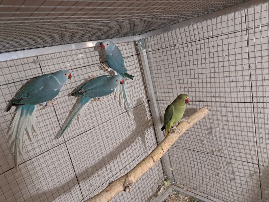 Likwidacja hodowli aleksandretty aleksandretta