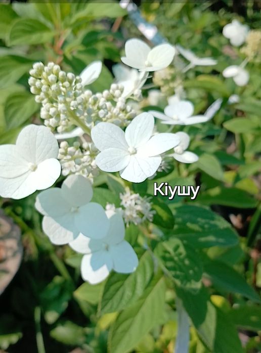 Гортензія волотиста, метельчастая