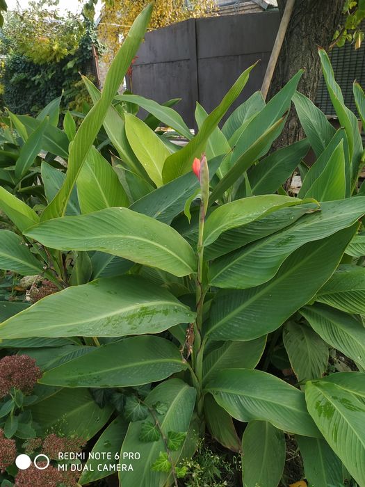 Овсяница сизая  .Фестука