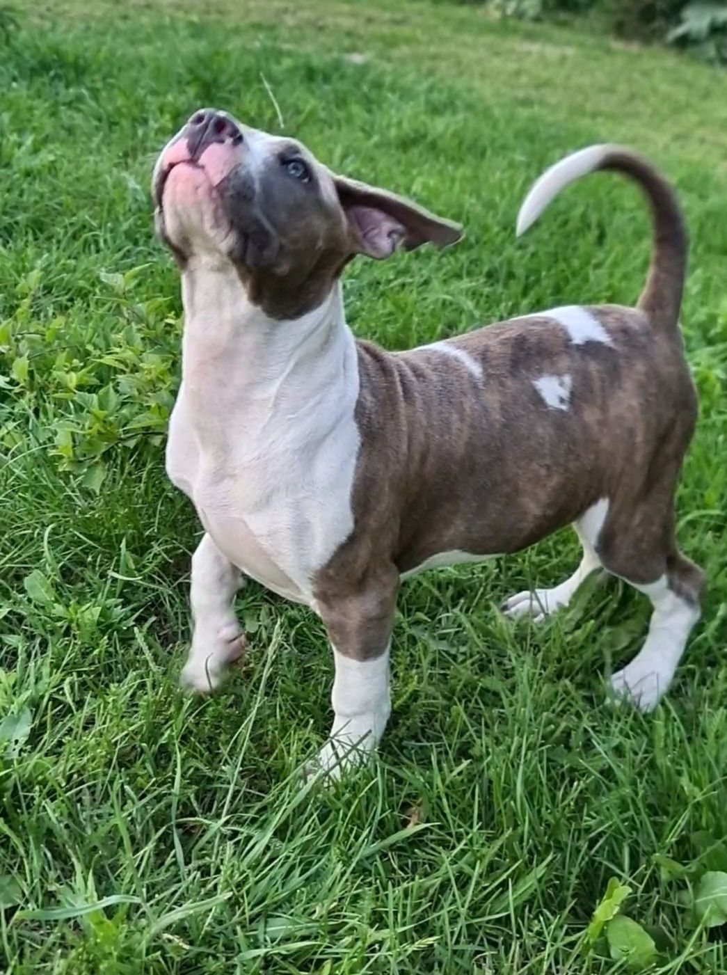 American bully Xl