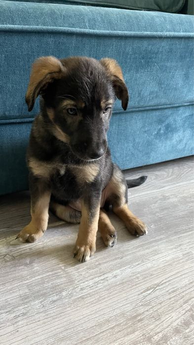 Отдам бесплатно собаку в хорошые руки( без породы)