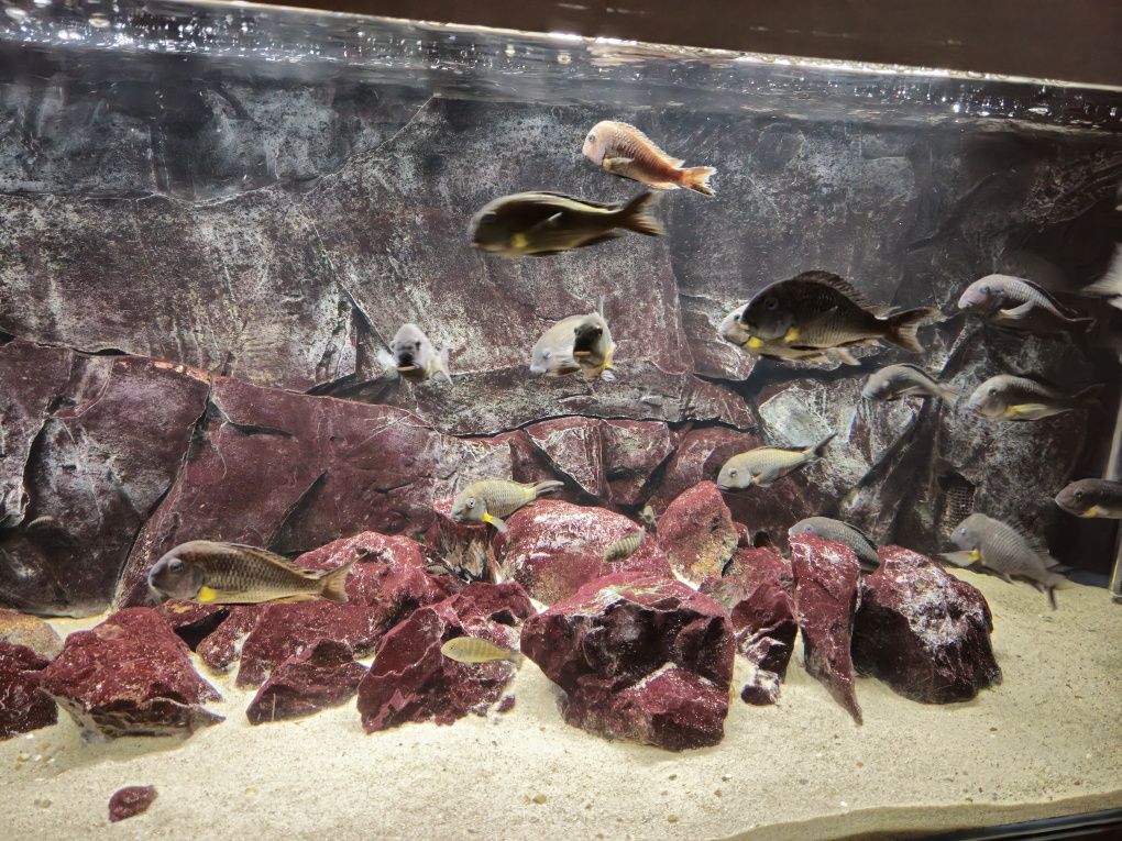 Tropheus sp. Crescentic Mkuyu WF + Akwarium