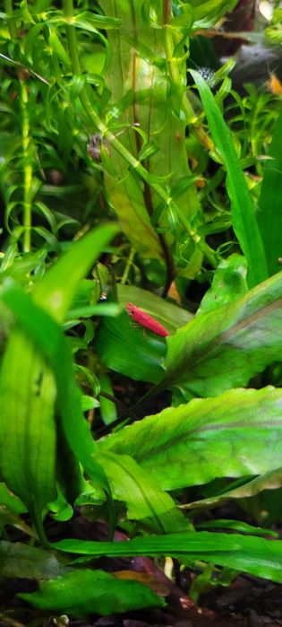 Sprzedam krewetki  czerwone super wybarwione