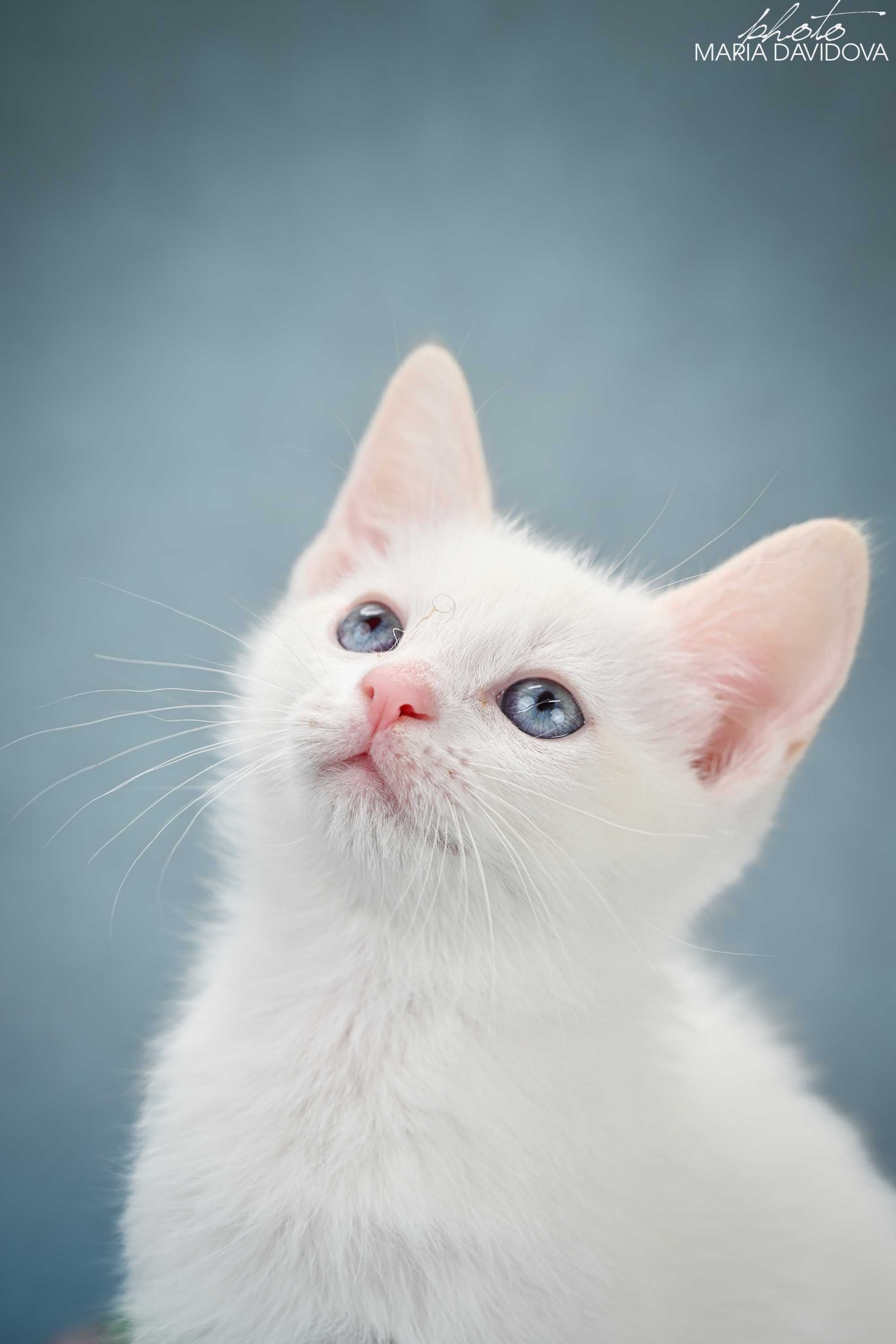 Котенок голубоглазый мльчик манчкин лонг ( длинные лапки)