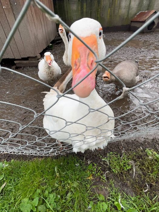 Гуси лебеді та домашні