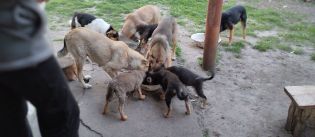 Потрібна допомога собакам