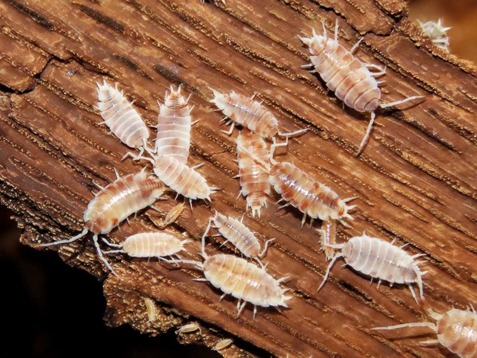 Isopody Porcellionides pruinosus 'Red koi' 10 sztuk ekipa sprzątająca