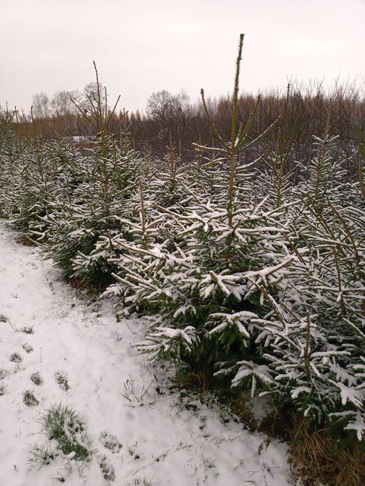 Sprzedam choinki świąteczne