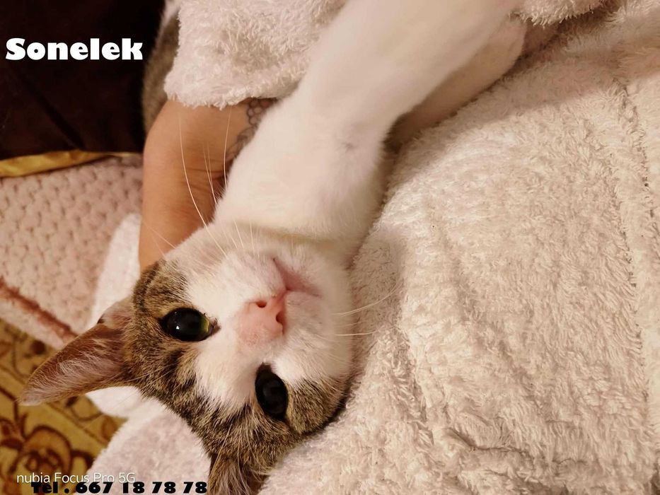 Łagodny, kochany kocurek