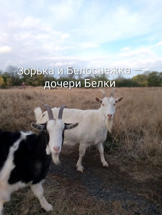 Стадо — 5 взрослых коз (2 зааненские + 3 помесь), дойные, спокойные