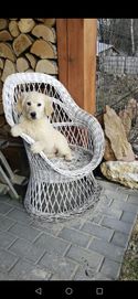 Pies Golden Retriever z Rodowodem i pełną dokumentacją już do odbioru