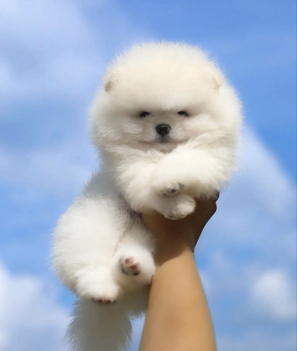 VIP!!Шикарный белый мини мальчишка. Шпиц