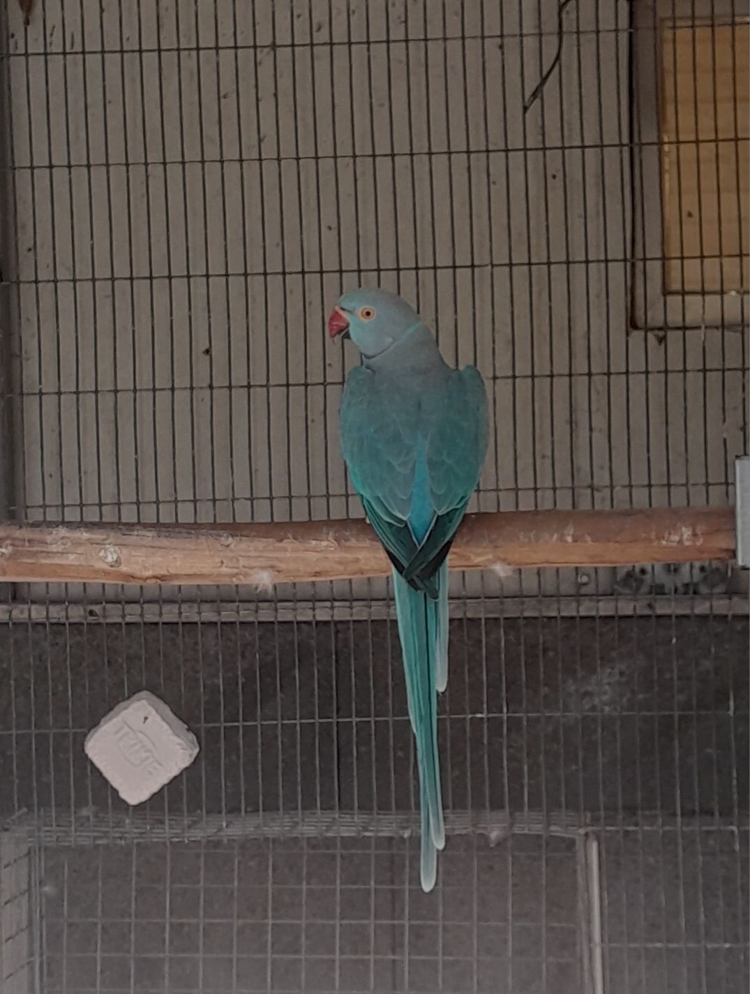 Ring Neck Femea 2019
