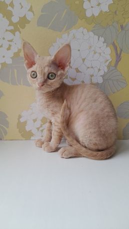 Devon Rex Gucci девочка