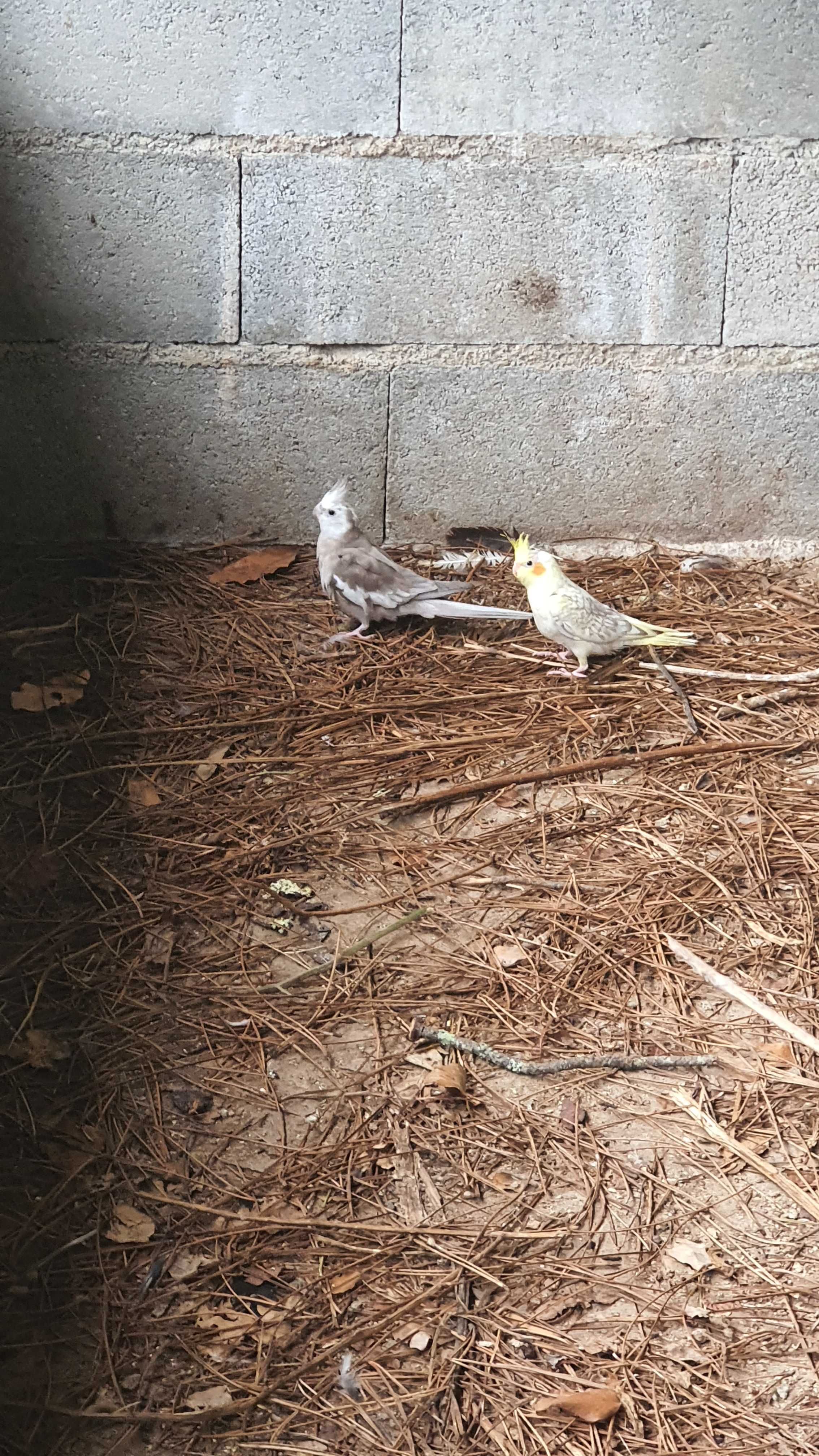 Caturras amarelas ou cinzentas
