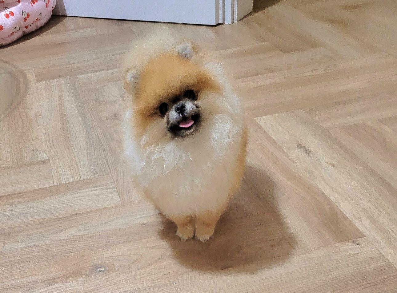 Pomeranian micro dziewczynka