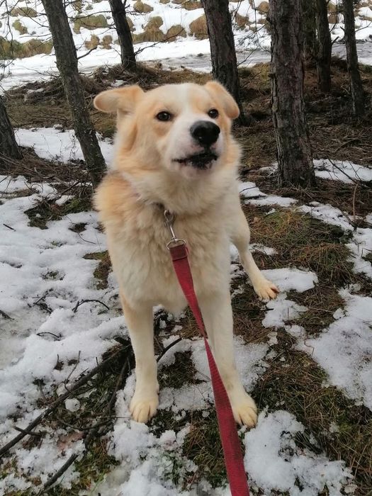 Cudowny psiak kochający ludzi źle znosi pobyt w schronisku pomocy