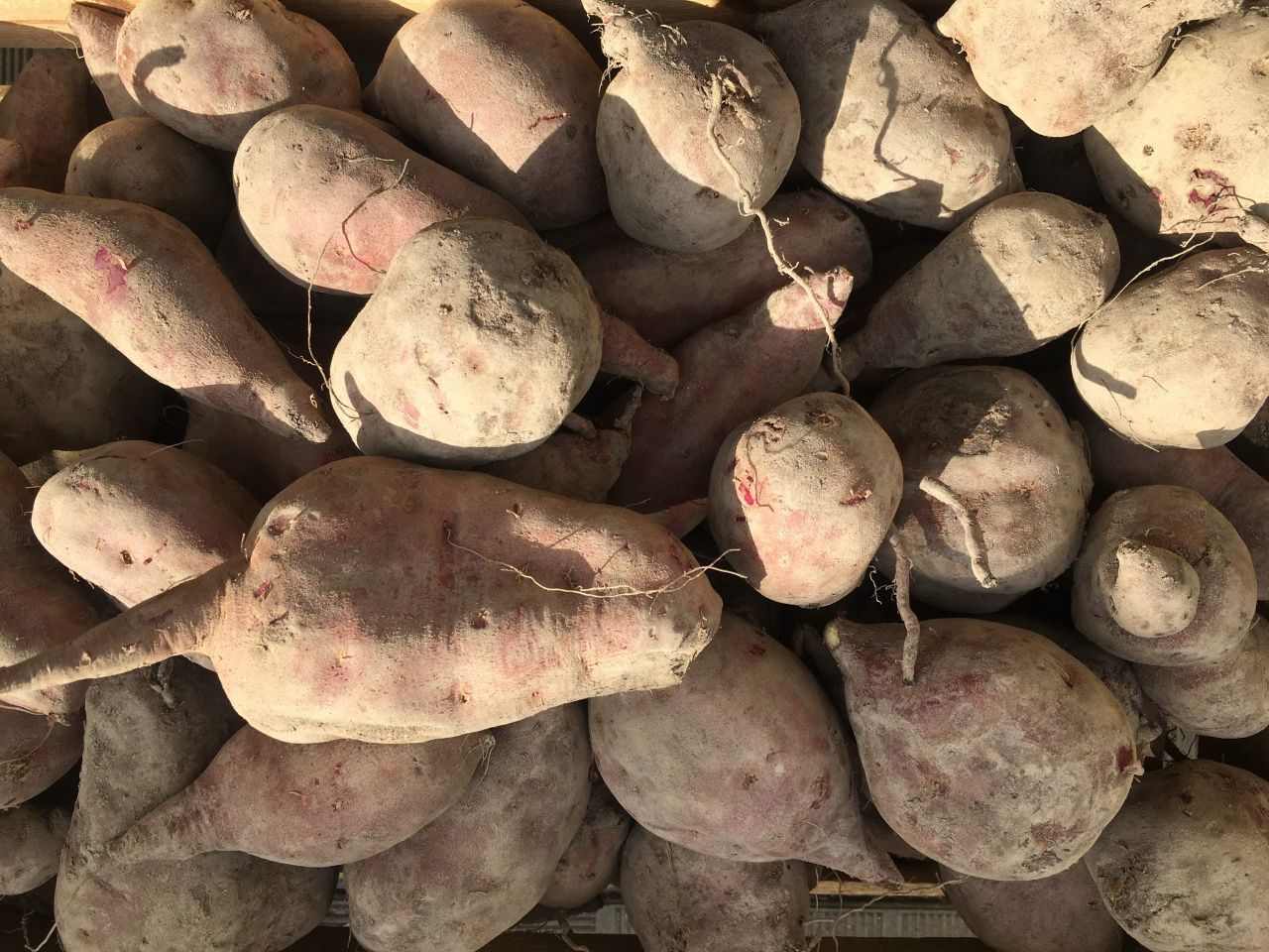 Batata doce 2025