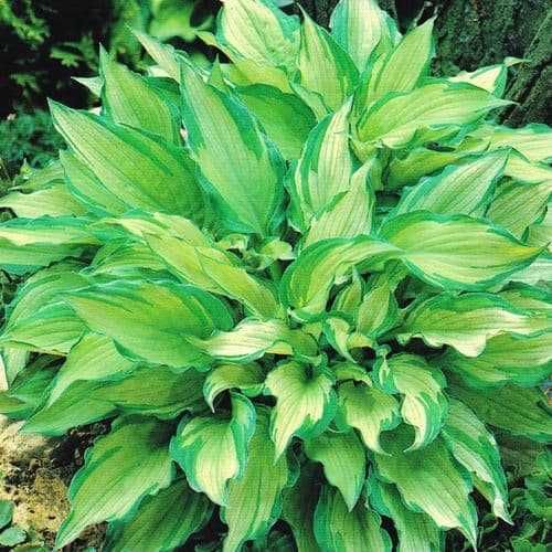 Funkia/Hosta/ Albopicta -Flora Szczecin
