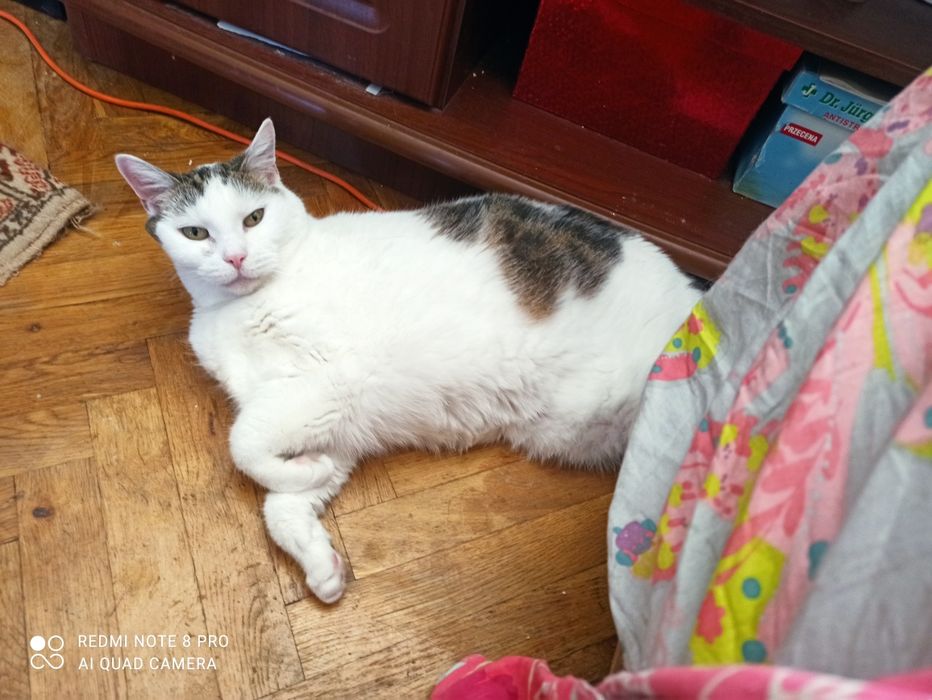 Opieka nad zwierzętami w warunkach domowych