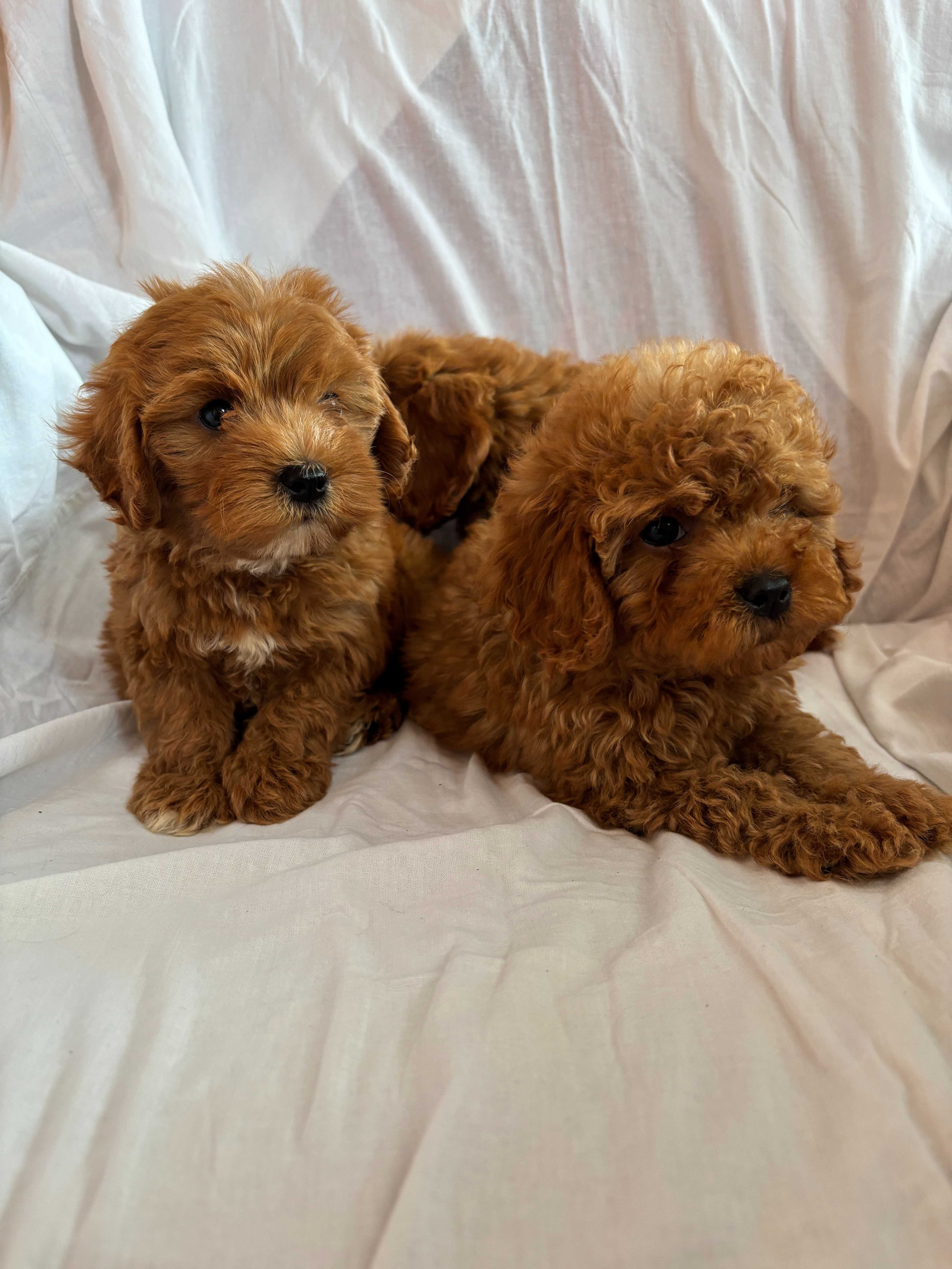 Piesek rasy Cavapoo