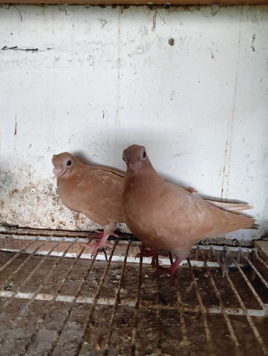 Sprzedam młode brodawczaki