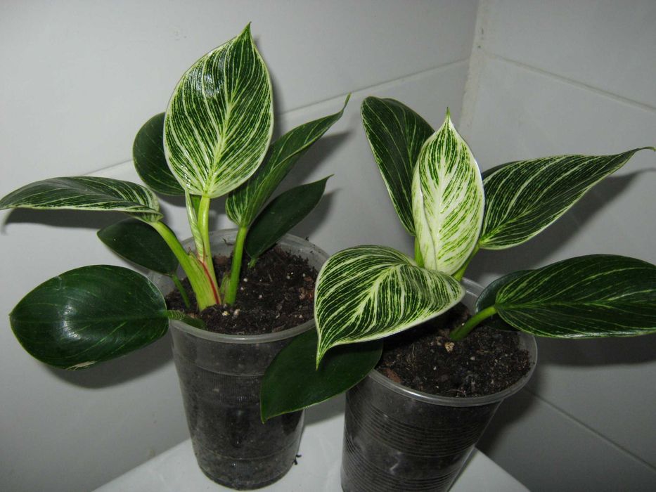 филодендрон разные сорта домашние деленки от 50грн